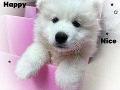 -翊宠yipet猫狗购宠庄园犬舍•猫舍