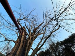 -上海佘山国家森林公园天马山园