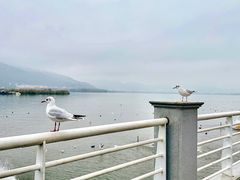 -海埂大坝