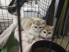 -帕帕拉兹宠物(亚洲旗舰店)