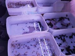 -华声天桥民俗文化园