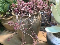 -双季花艺园艺市场(浦东店)