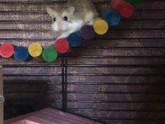 -曲阳花鸟市场(曲阳路店)