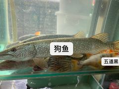 -煲来饱去冷水鱼