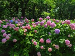 -上海共青森林公园