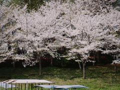 -顾村公园