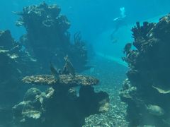 -海棠湾洲际-涛·海底餐厅·美人鱼·自助餐·海底隧道