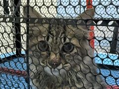 -中农国际动物医院24小时·猫科·骨科·急重症中心