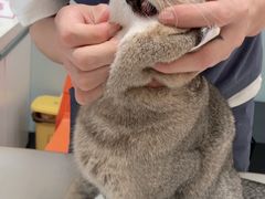 -伟伟宠物医院·瑞派猫友好医院·猫科(光谷店)