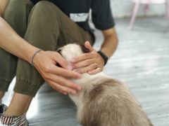 -喵屿·大理花园猫咖