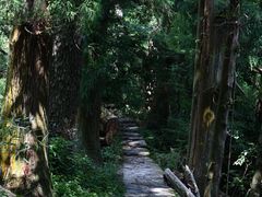 -天目山大树王景区