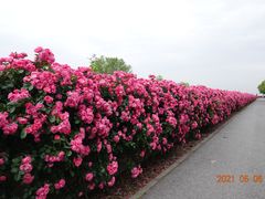 -上海滨江森林公园