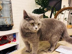 -平行世界·猫咖(首经贸店)