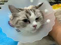 -达爱动物医院·犬猫分区·CT·复杂眼科(远洋山水分院)