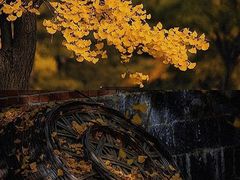 -千年银杏谷文化旅游区