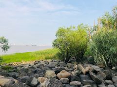 -吴淞炮台湾湿地森林公园烧烤区