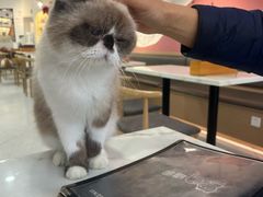 -喵园·猫主题咖啡厅·撸猫·猫咖(国贸店)