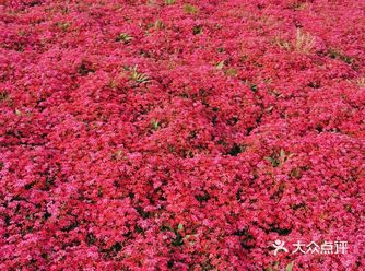 最近的龙洞花海很火爆，本来计划明天带孩子上完课以后去