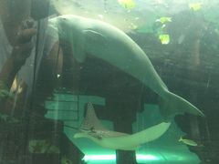 -悉尼海洋生物水族馆