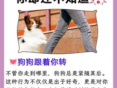 -唐小姐の猫狗洗护·购宠旗舰店(周浦万达店)