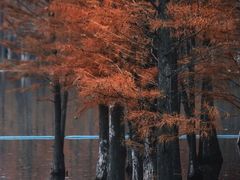 -白鹭湾湿地公园