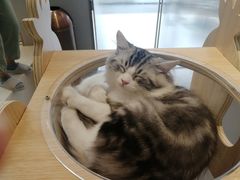 -飞行喵MR PILOT|猫舍·猫咖(静安大融城店)