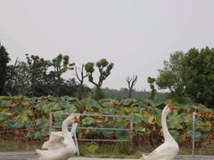 -嘉北郊野公园