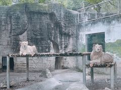 -成都动物园