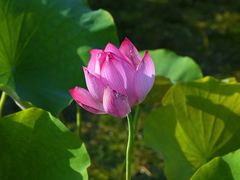 -昆山城市生态森林公园