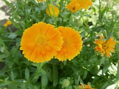 -北纬44度·金珠花海休闲农业旅游景区