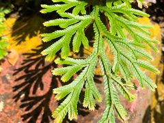 -海南热带雨林国家公园吊罗山景区