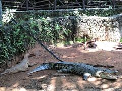 -海南热带野生动植物园