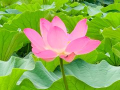 -莲花池公园