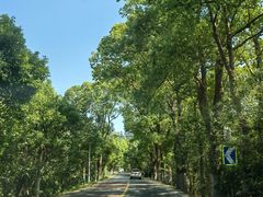 -上海海湾国家森林公园