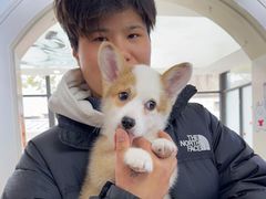 -翊宠yipet猫狗购宠庄园犬舍•猫舍