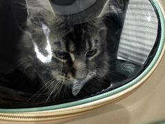 -伟伟宠物医院·CT影像中心·瑞派犬猫综合性门诊(汉口总院)