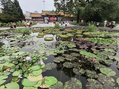 -莲花池公园