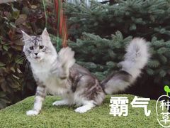 -70cat德文卷毛猫·缅因猫纯种猫舍