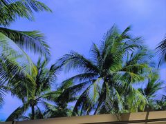 -探窝·竹笙椰子鸡(杨箕店)