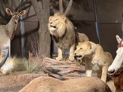 -贝林大翅鲸简餐厅(国家海洋博物馆店)