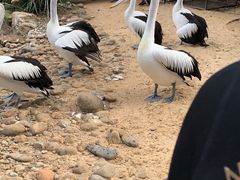 -费瑟代尔野生动物园