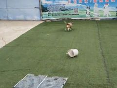 -宠物寄养训练学校