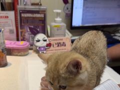 -宠爱国际动物医院· 猫科· 外科·中兽医(长白店)