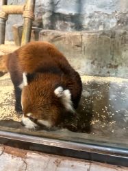 点击看大图 -Zoolung Zoolung动物主题公园(海信广场店)