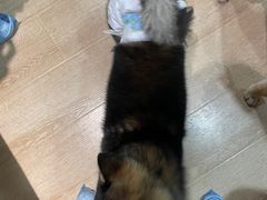 -南京Hallo宠物乐园·哈罗犬舍·柴犬繁育基地