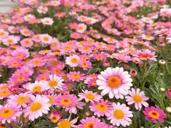 -春花秋色城市公园