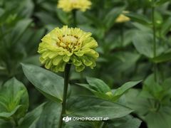 -阿尔丁植物园