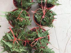 -西山樟坞健康果园枇杷杨梅采摘