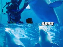 -秦皇岛乐岛海洋王国