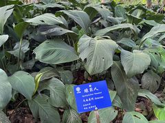 -中国科学院西双版纳热带植物园